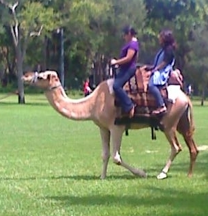 camel1.jpg