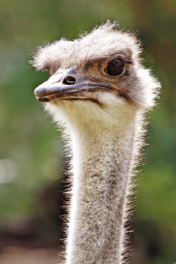 250px-Ostrich_-_melbourne_zoo.jpg