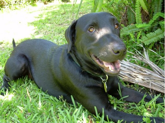 BlogDog.jpg