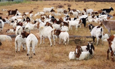 Goats.JPG