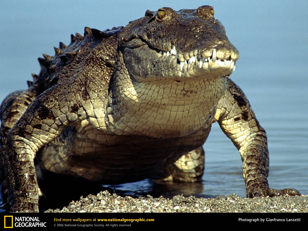 american-crocodile-emerging-water.jpg