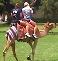 camel2.jpg