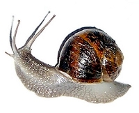 snail.jpg