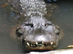 Gator