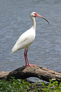 white-ibis